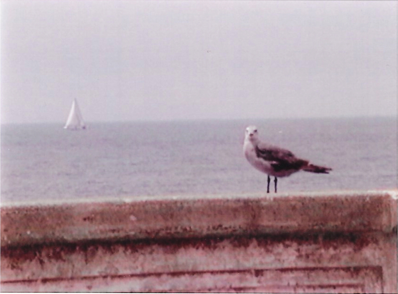 sailbird (1)