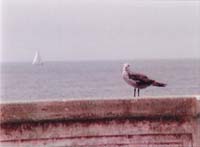 sailbird (1)